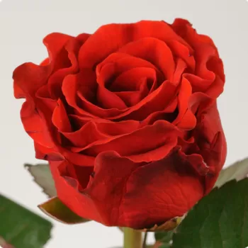 Роза чайно-гибридная 'Эль Торо' (Rosa 'El Toro')